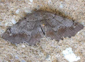 Esther Moth